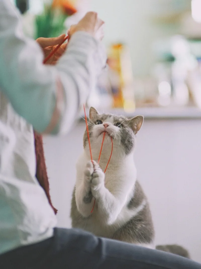A cat reaching up to play with a string toy